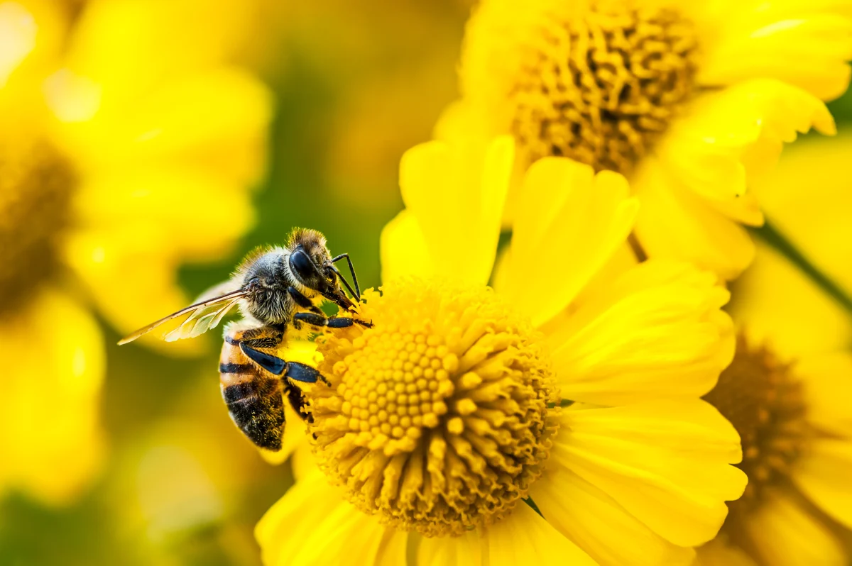 Jack Dorsey’s Latest Venture, ‘Buzz,’ Aims to Revolutionize Team Collaboration with AI Integration and Decentralization
